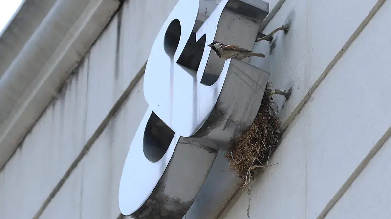 AVES 